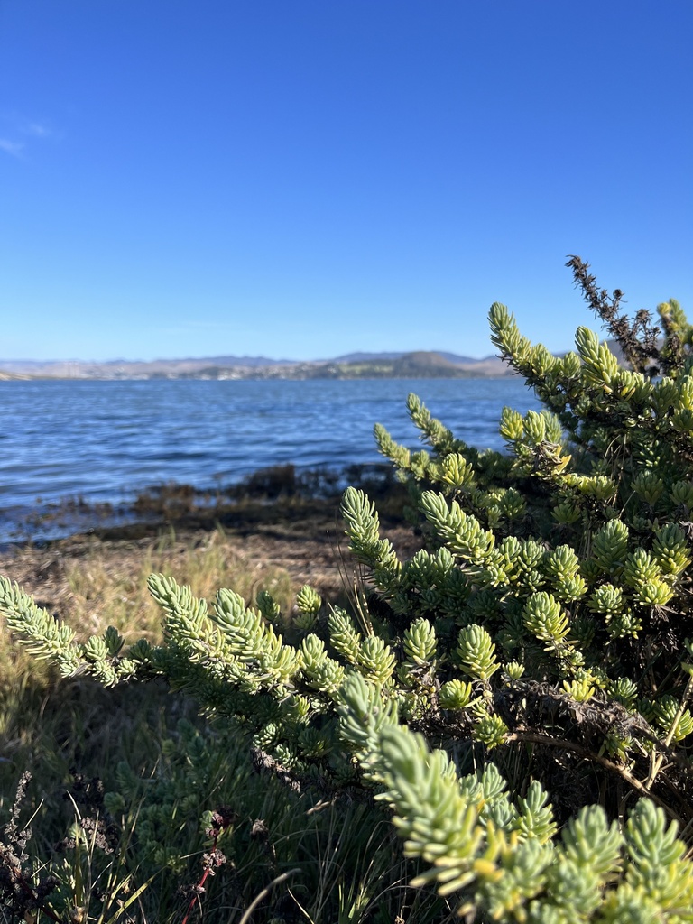 Suaeda californica (California seablite), native California shrub