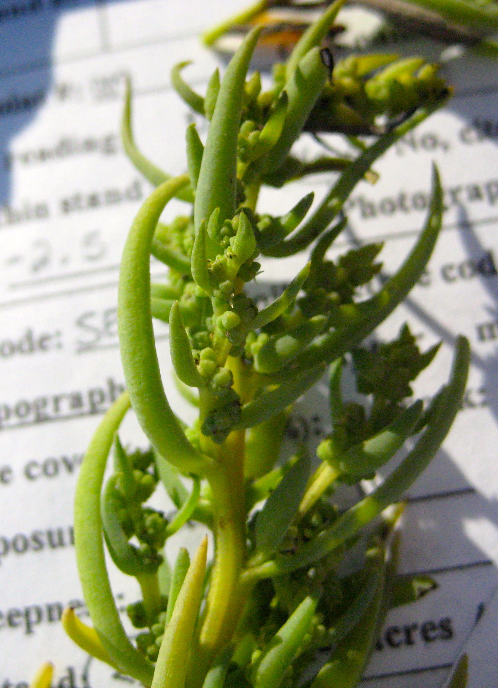 Suaeda esteroa (Estuary seablite), native California subshrub