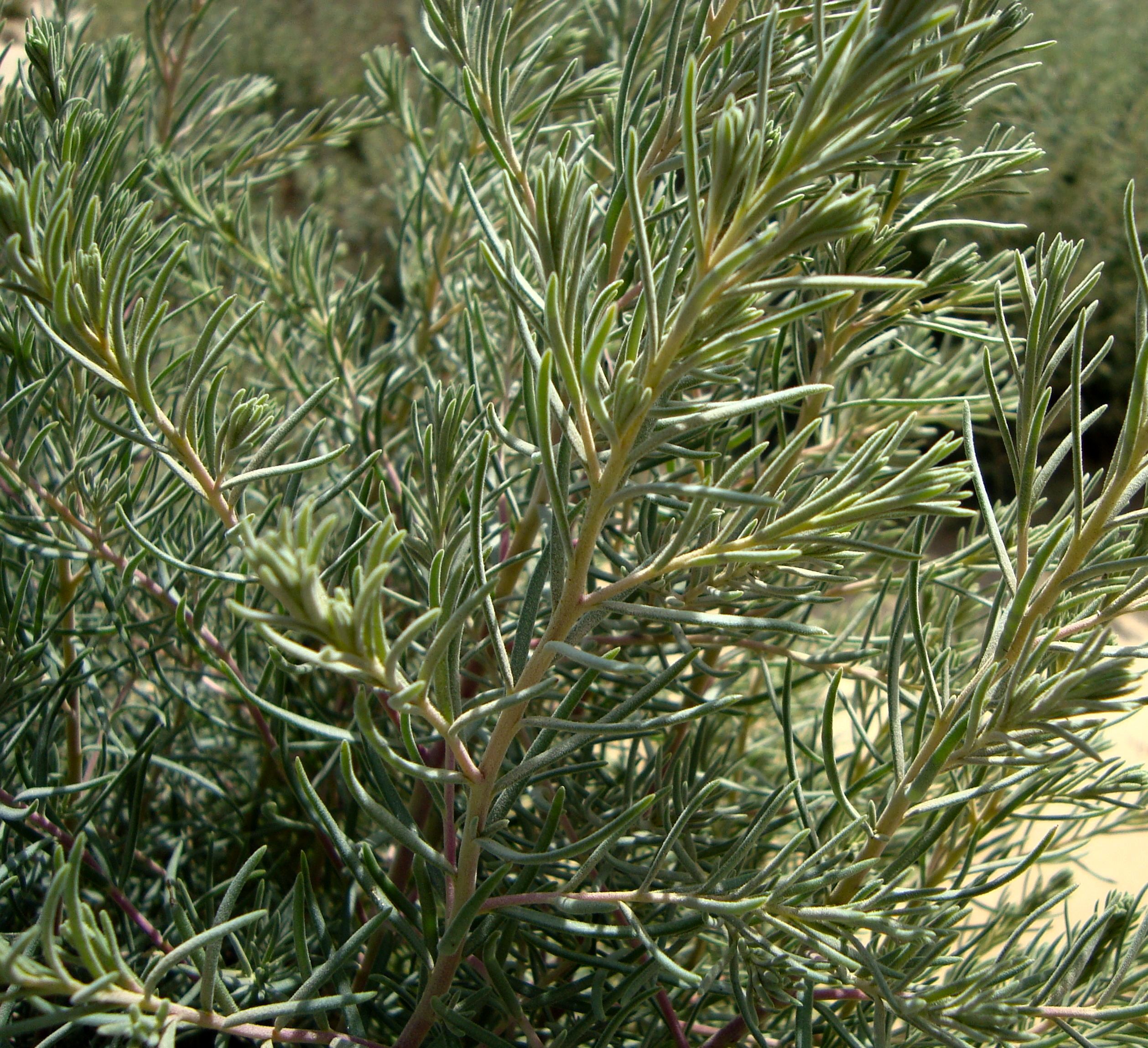 Suaeda nigra (Bush seepweed), native California shrub