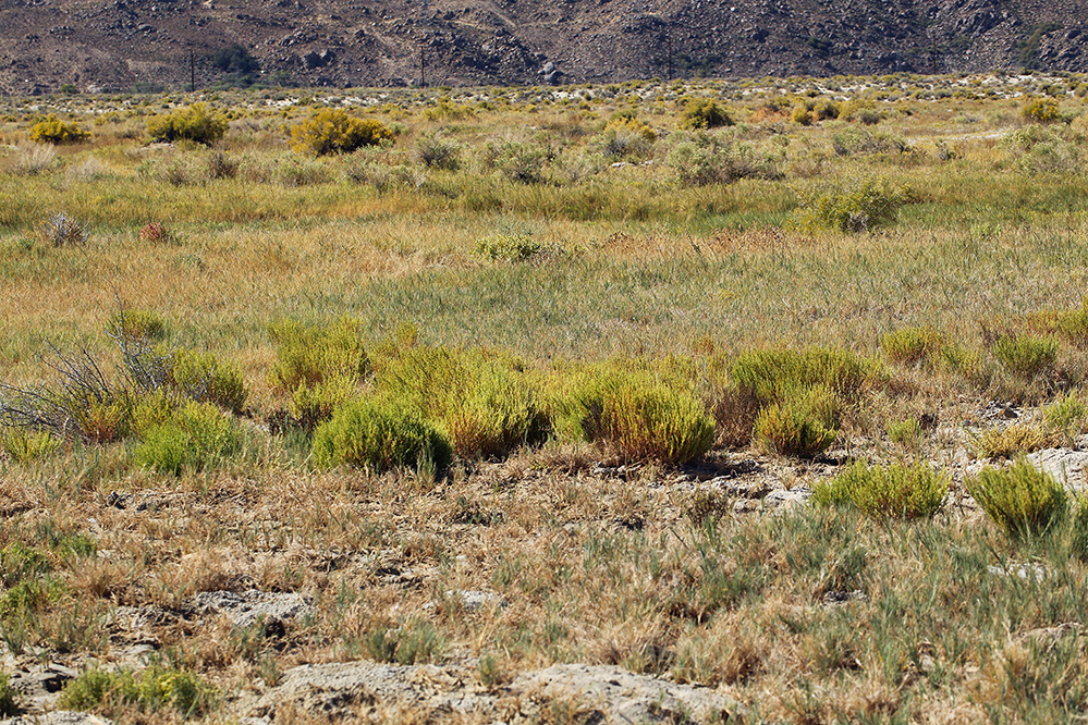 Suaeda occidentalis (Western seablite), native California annual