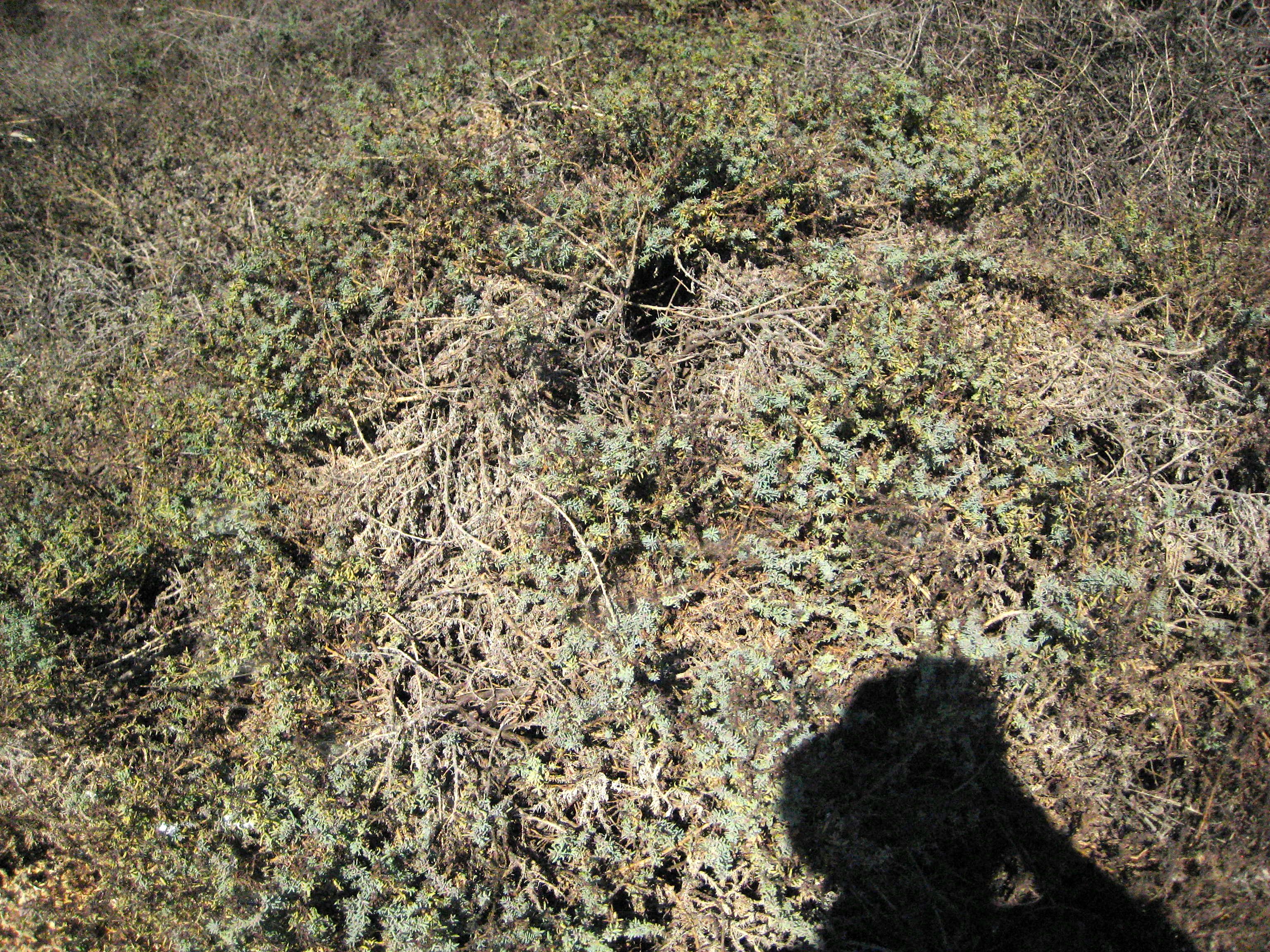 Suaeda taxifolia (Woolly seablite), native California shrub