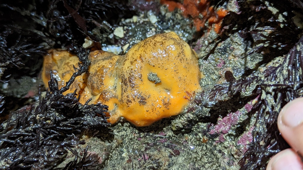 Suberites lambei, California species