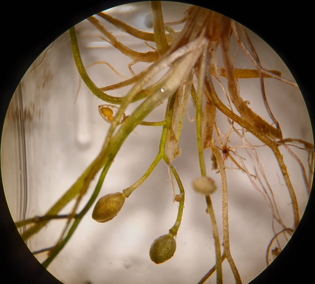 Subularia aquatica subsp. americana (Water awlwort), native California herb