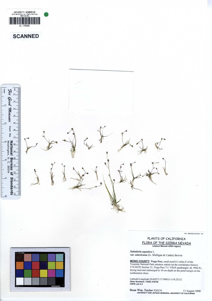 Subularia sp. (Awlwort), native California annual