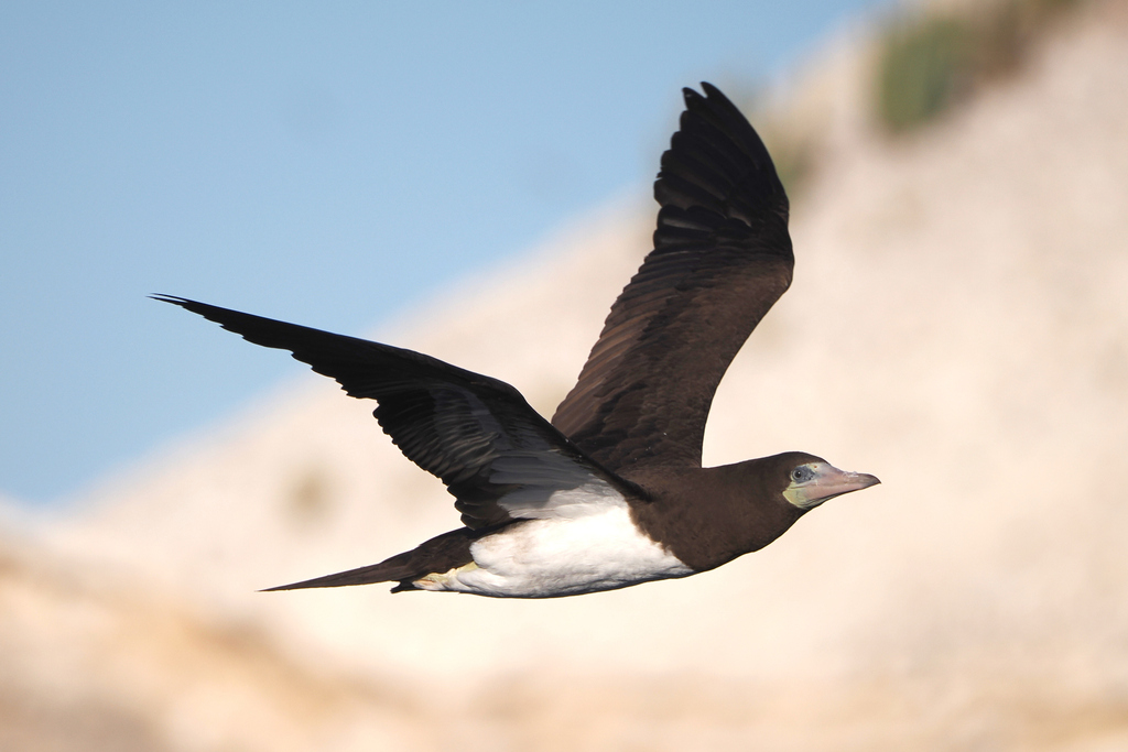 Sula brewsteri (Cocos Booby), California species