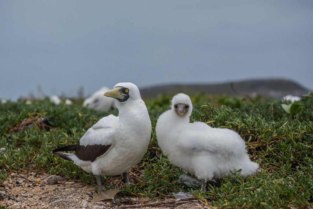 Sula dactylatra (Masked Booby), California species