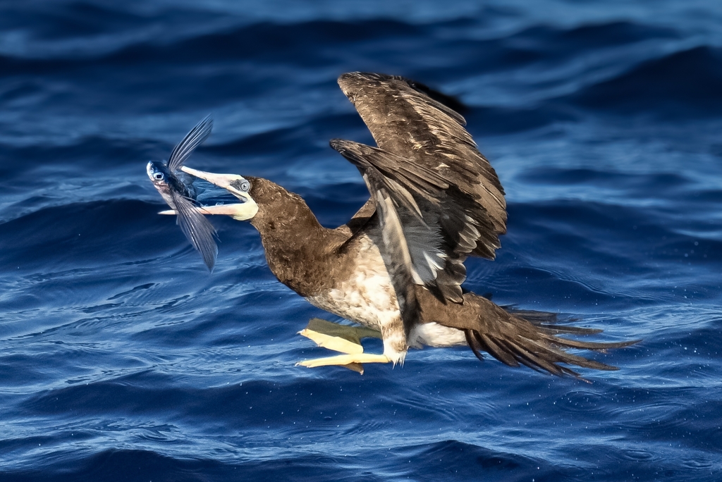 Sula leucogaster (Brown Booby), California species