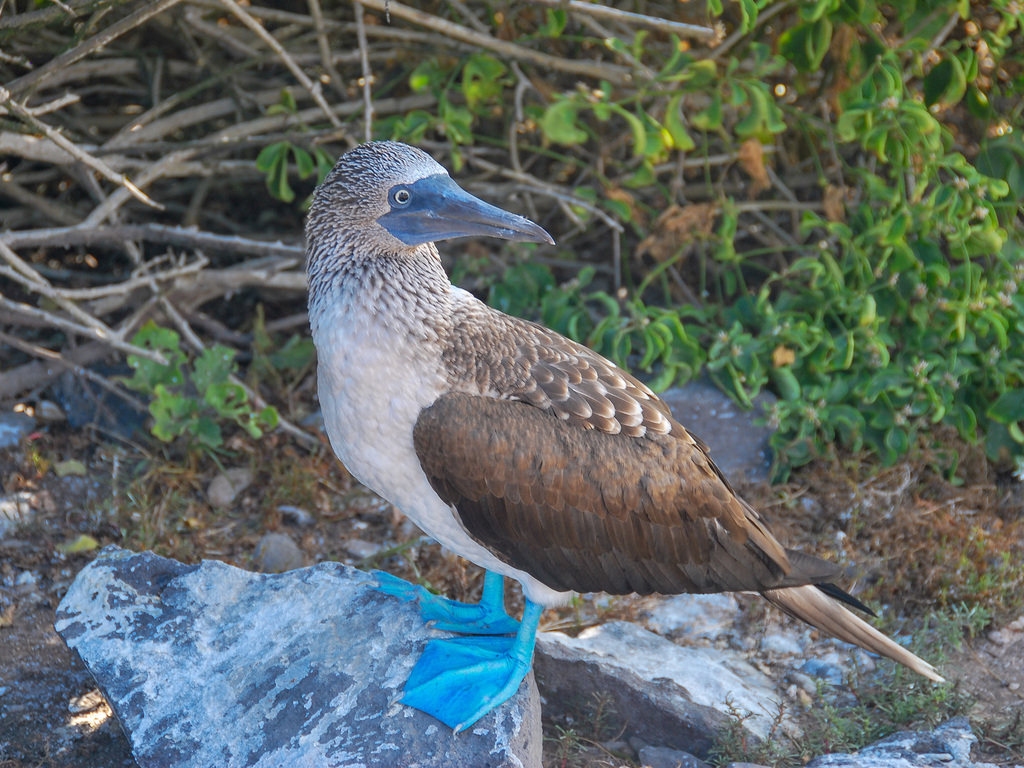 Sula nebouxii (Blue-footed Booby), California species
