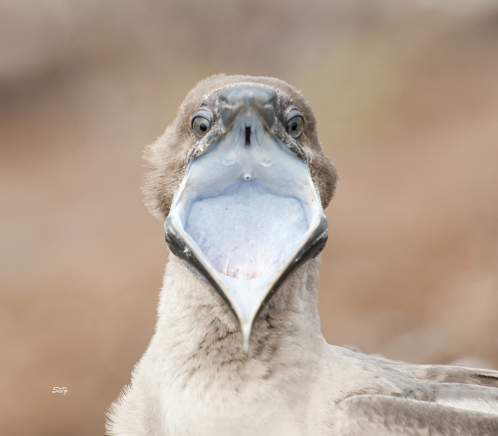 Sula sula (Red-footed Booby), California species