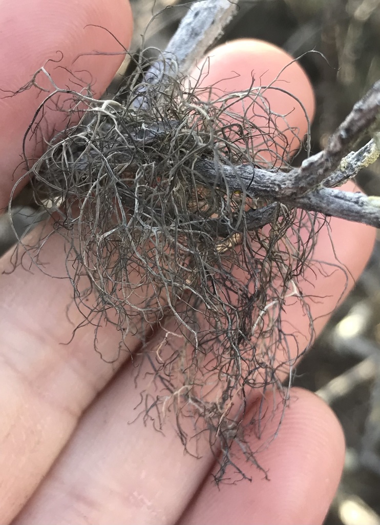 Sulcaria isidiifera (splitting yarn lichen), California lich