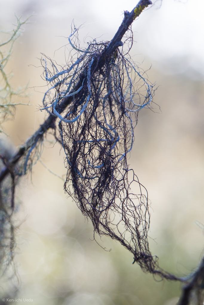 Sulcaria spiralifera (twisted horsehair lichen), California lich