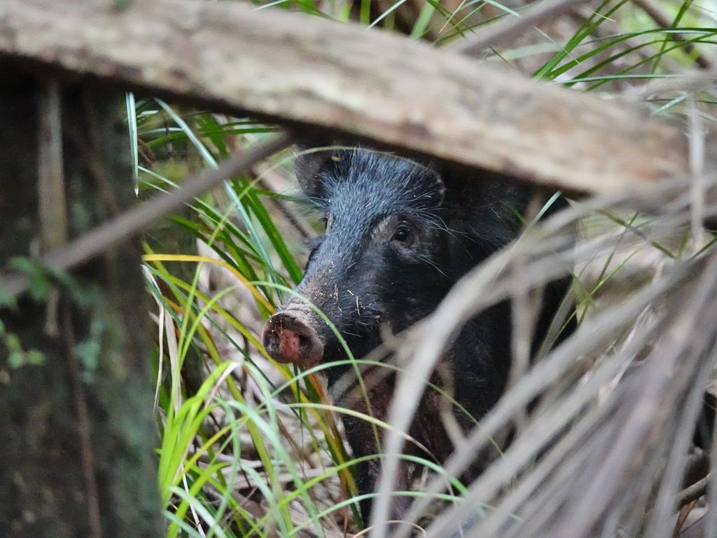 Sus scrofa (Wild Boar), California species