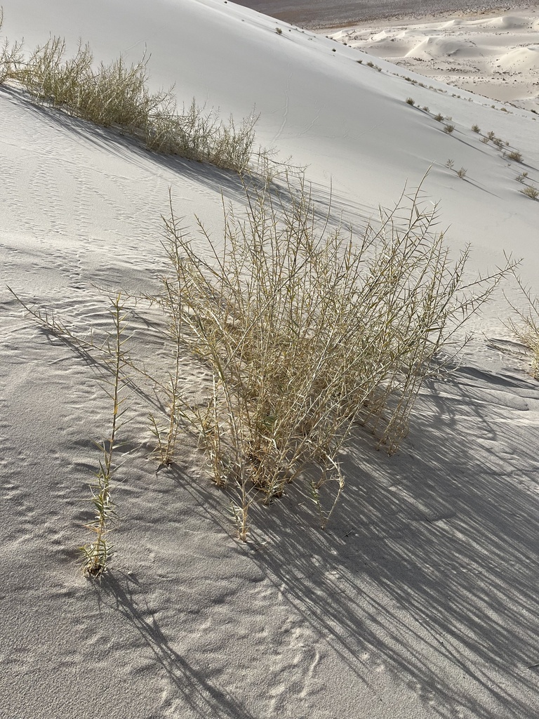 Swallenia sp., native California perennial