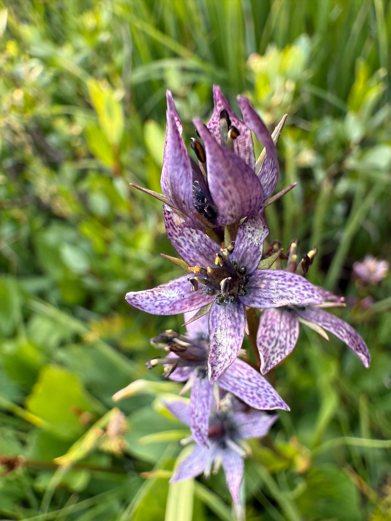 Swertia perennis (Star swertia), native California herb