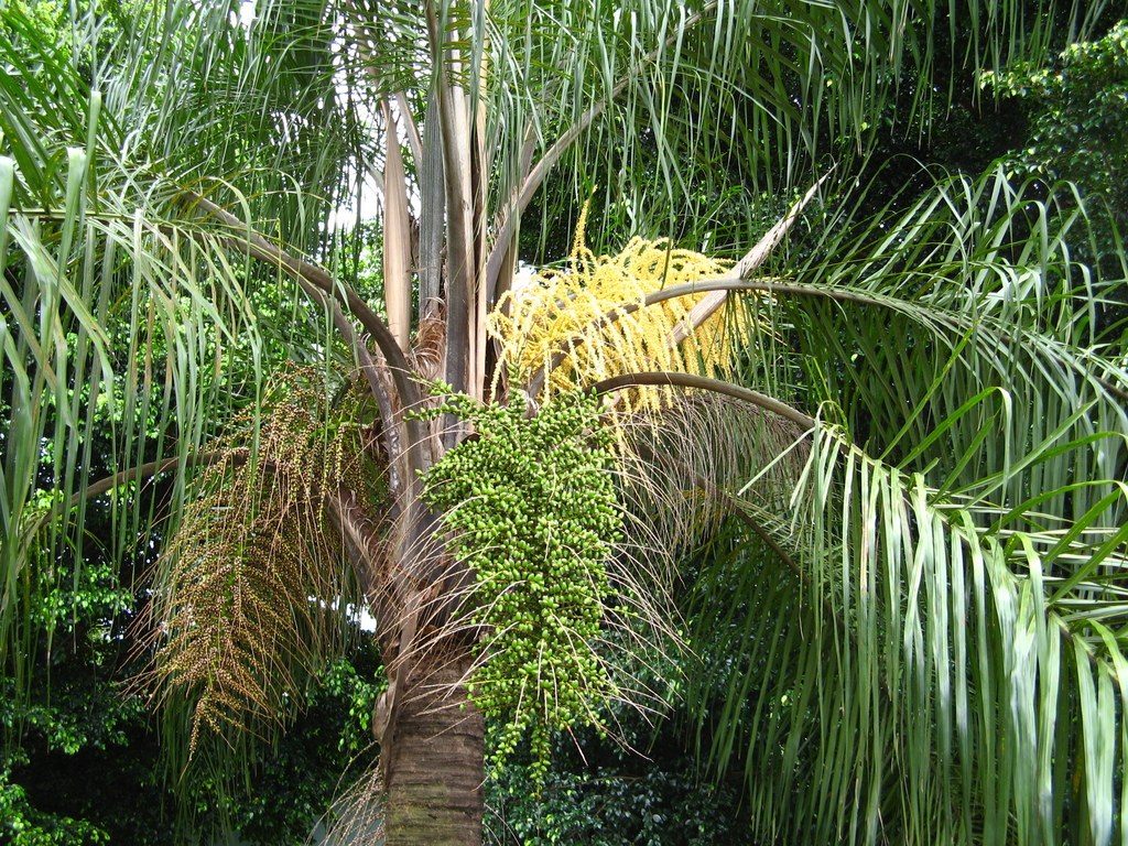 Syagrus romanzoffiana (Queen palm), non-native California tree