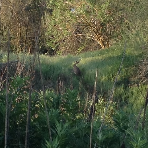 Sylvilagus audubonii (Audubon’s Cottontail), California species