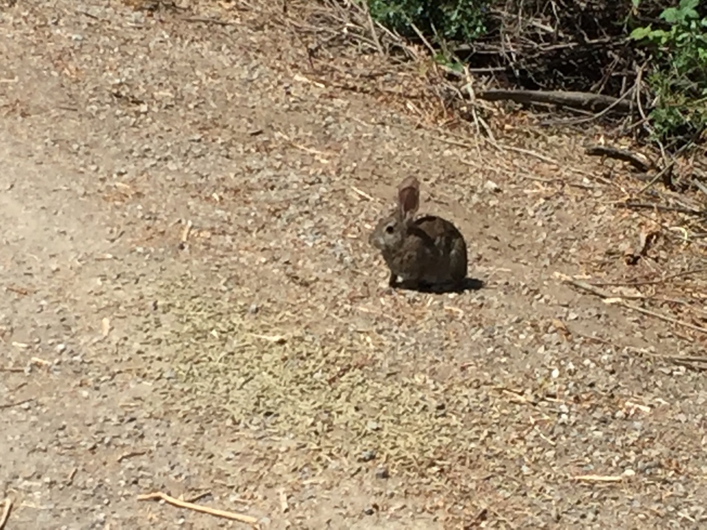 Sylvilagus bachmani riparius (Riparian brush rabbit), California species