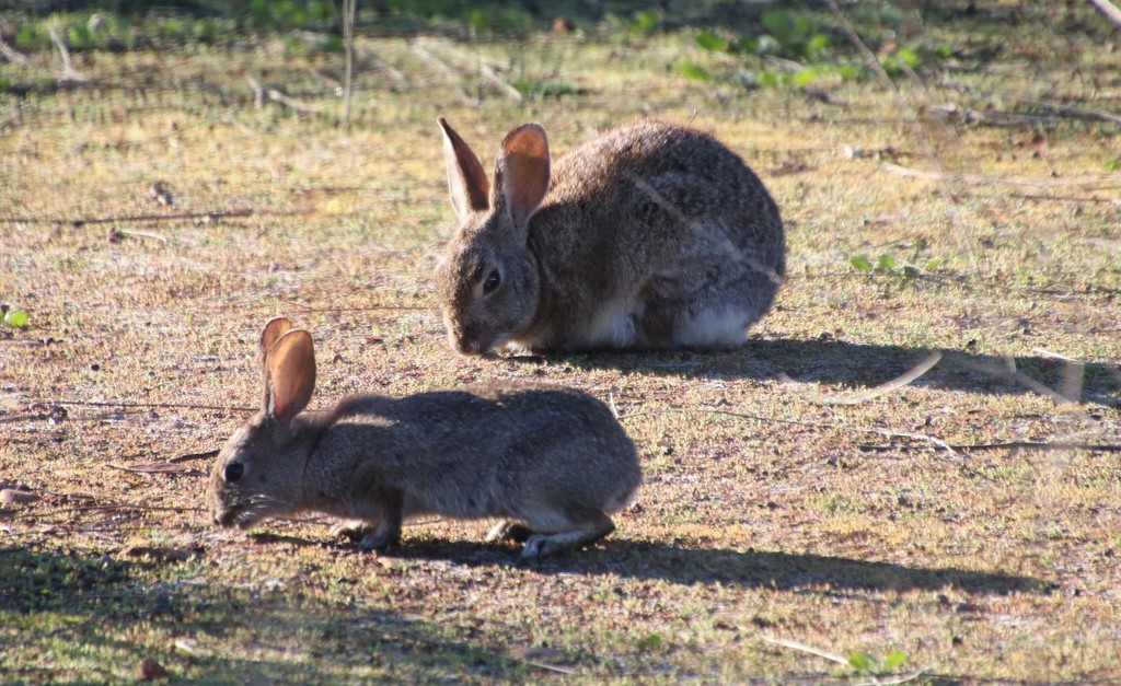 Sylvilagus bachmani (Brush Rabbit), California species