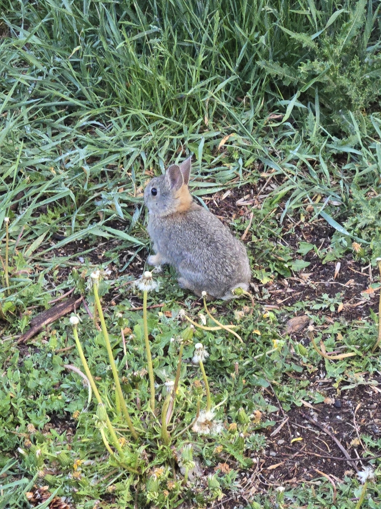 Sylvilagus nuttallii (Nuttall’s Cottontail), California species