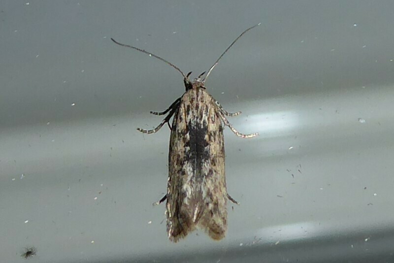 Symmetrischema striatella (Streaked Twirler), California species