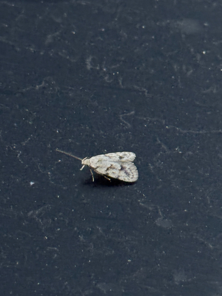 Symmoca signatella, California species