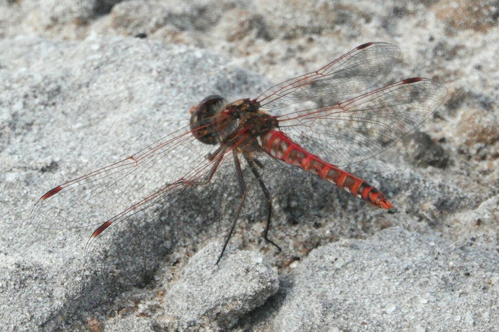 Sympetrum corruptum (Variegated Meadowhawk), California species