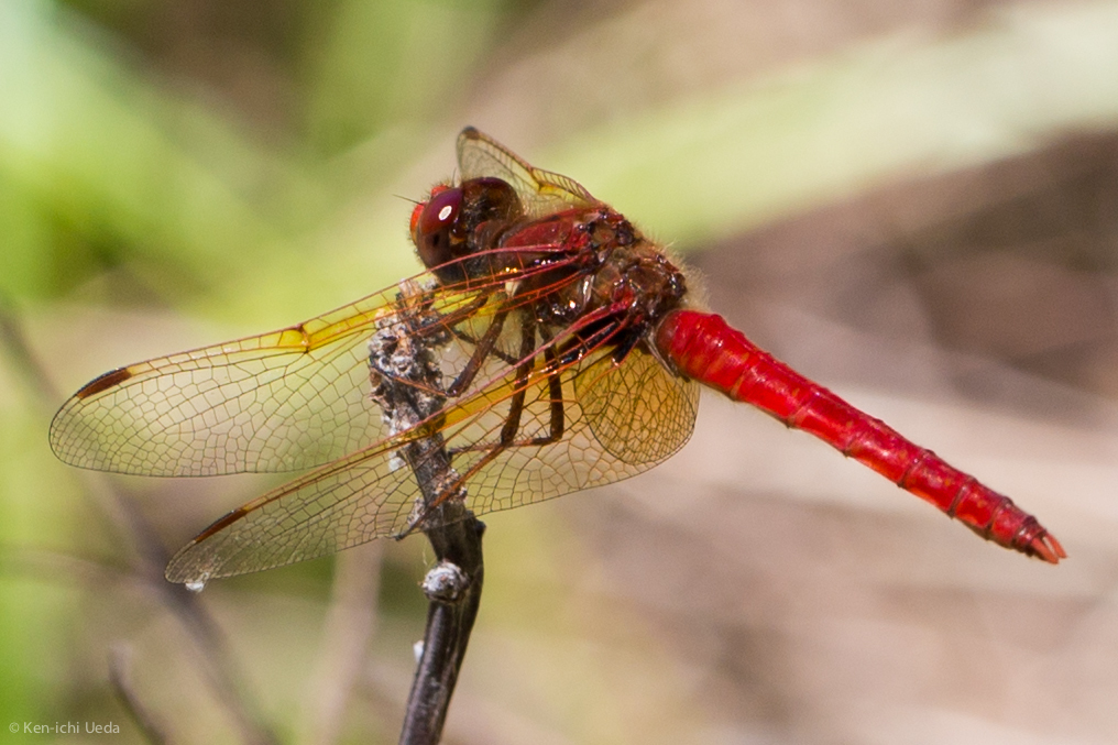 Sympetrum illotum (Cardinal Meadowhawk), California species