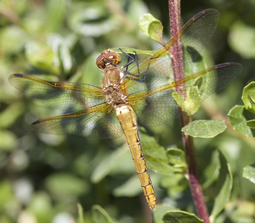 Sympetrum madidum (Red-veined Meadowhawk), California species