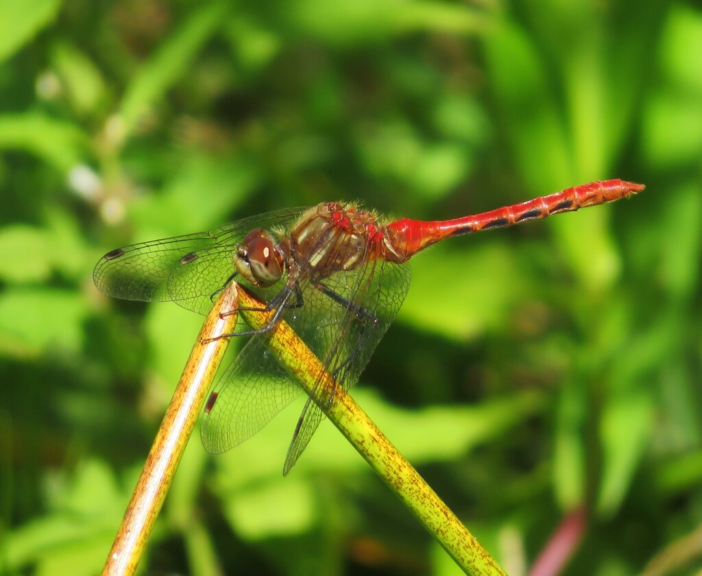 Sympetrum pallipes (Striped Meadowhawk), California species