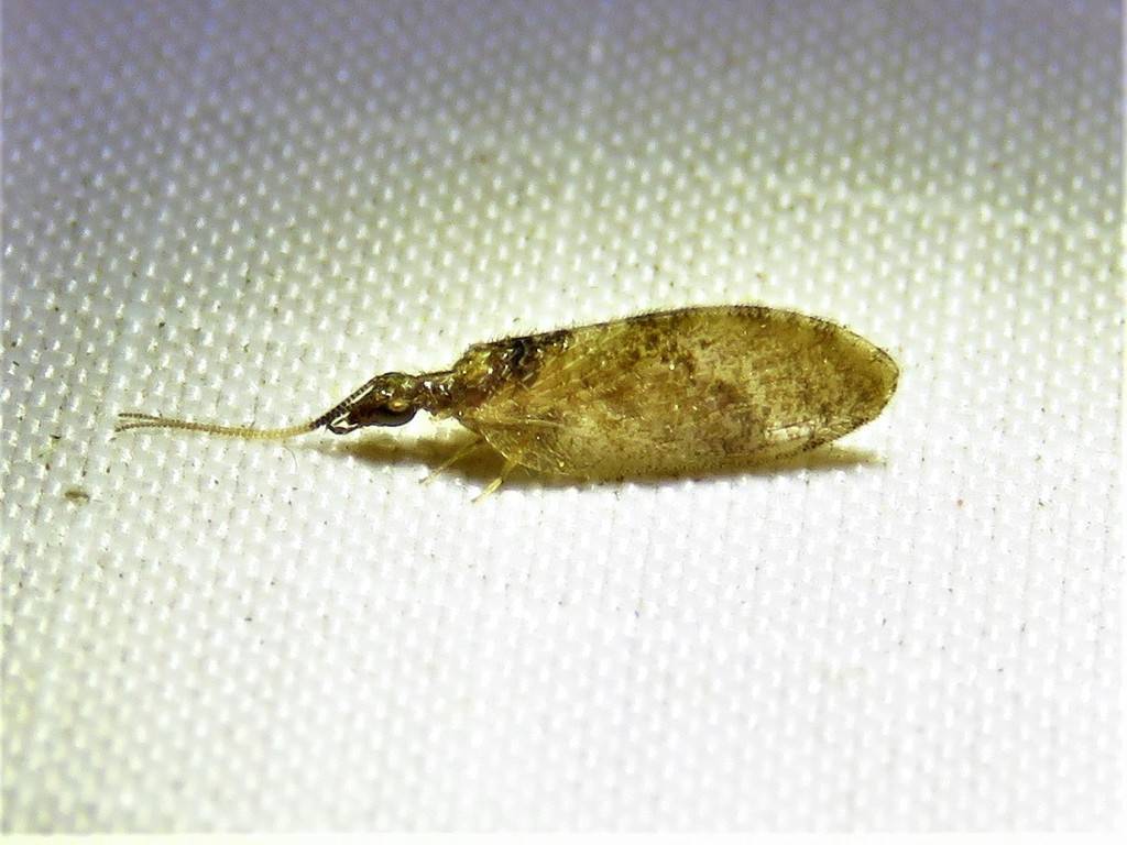 Sympherobius barberi (Barber's Brown Lacewing), California species