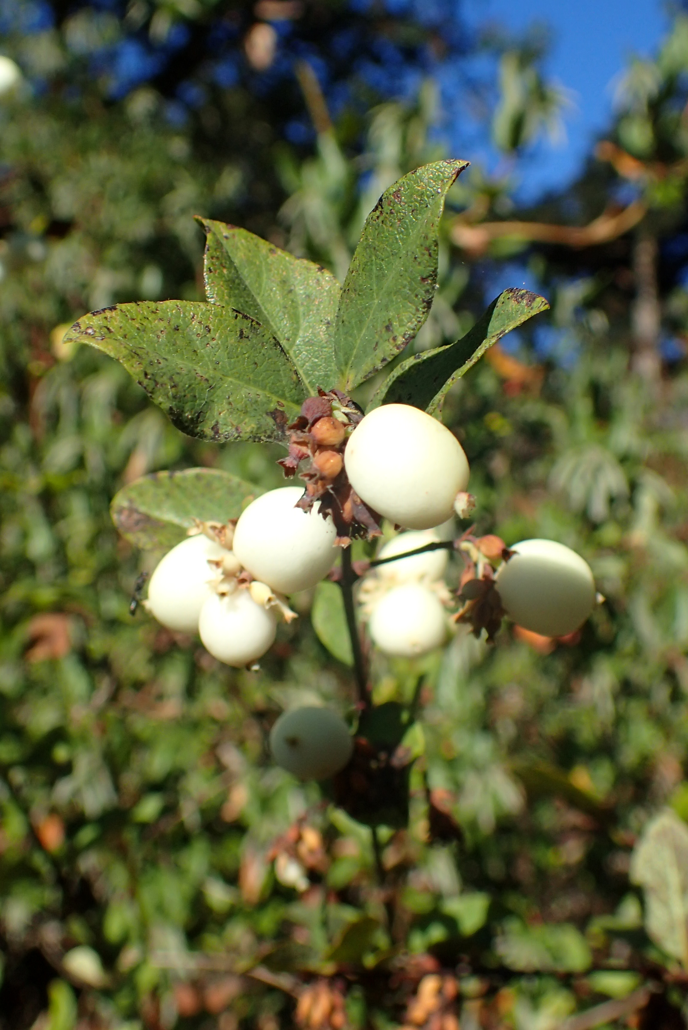 Symphoricarpos albus var. laevigatus (Snowberry), native California shrub