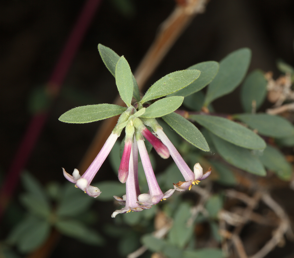 Symphoricarpos longiflorus (Fragrant snowberry), native California shrub
