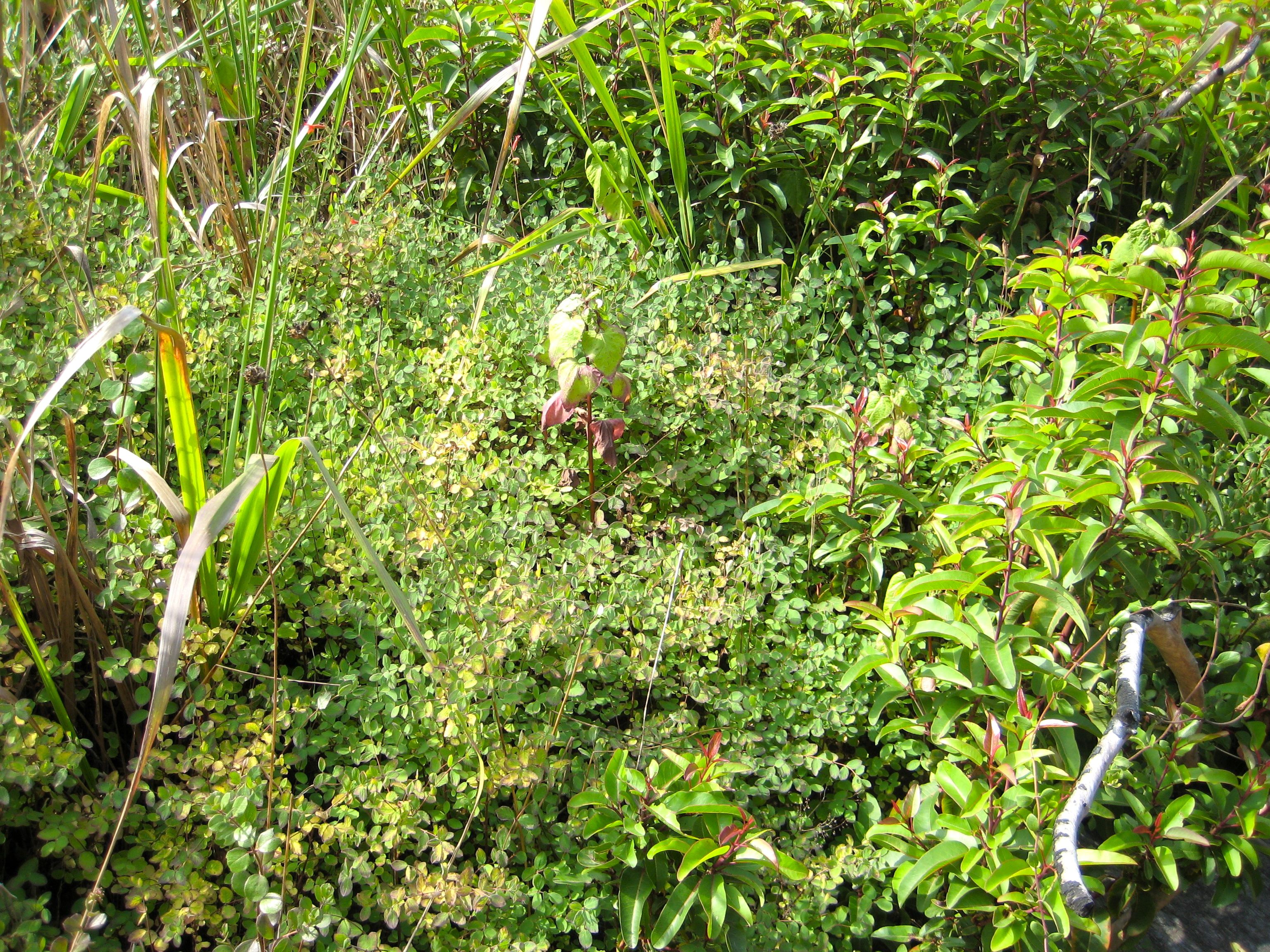 Symphoricarpos mollis (Creeping snowberry), native California shrub