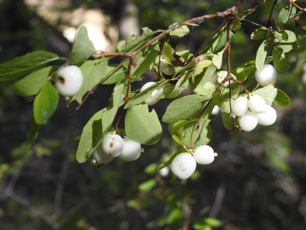Symphoricarpos rotundifolius (Mountain snowberry), native California shrub