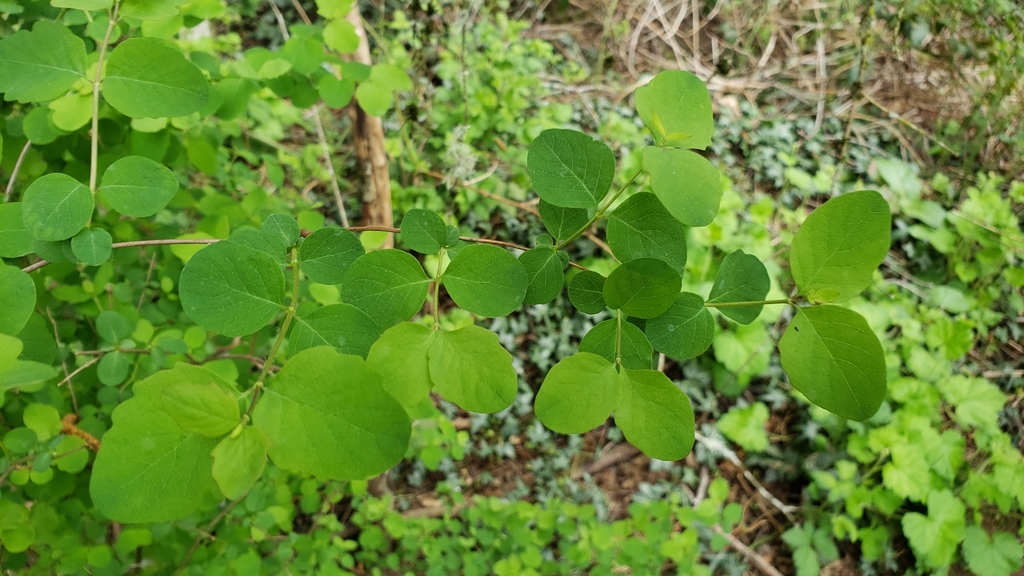 Symphoricarpos sp. (Waxberry), native California shrub