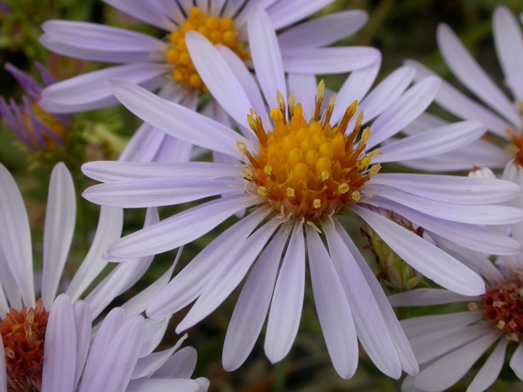 Symphyotrichum ascendens (Western aster), native California herb