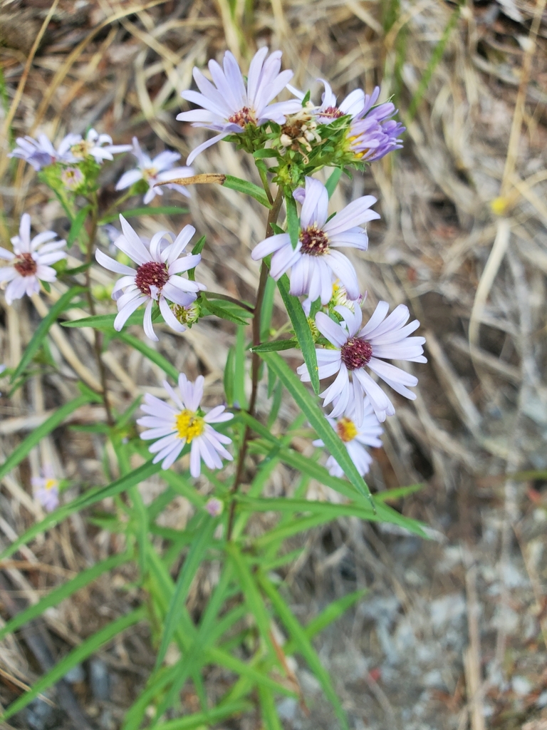 Symphyotrichum bracteolatum (Eaton's aster), native California herb