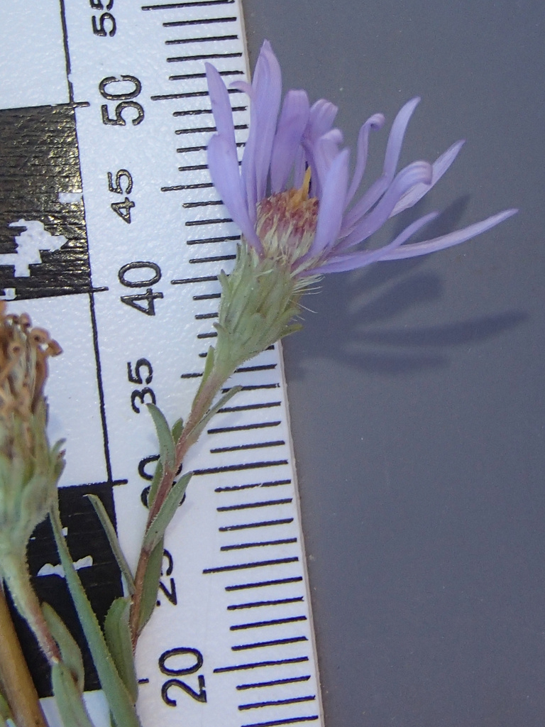Symphyotrichum campestre (Western meadow aster), native California herb