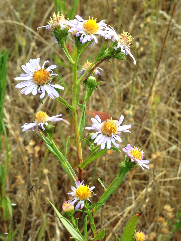 Symphyotrichum chilense (California aster), native California herb