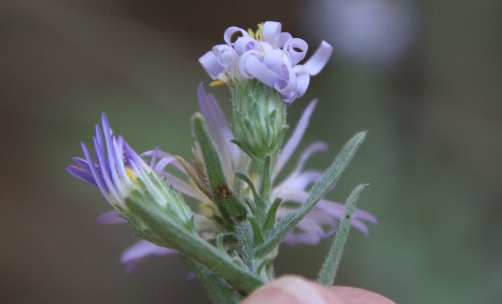 Symphyotrichum defoliatum (San bernardino aster), native California herb