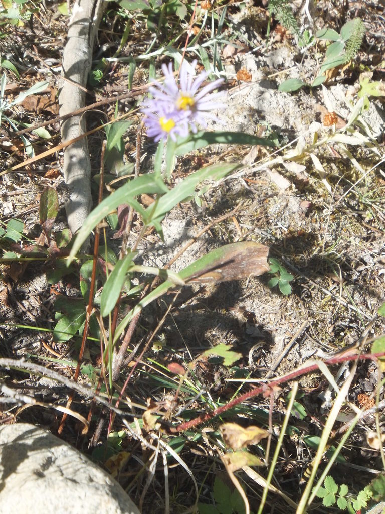 Symphyotrichum foliaceum — parent species of Symphyotrichum foliaceum var. apricum