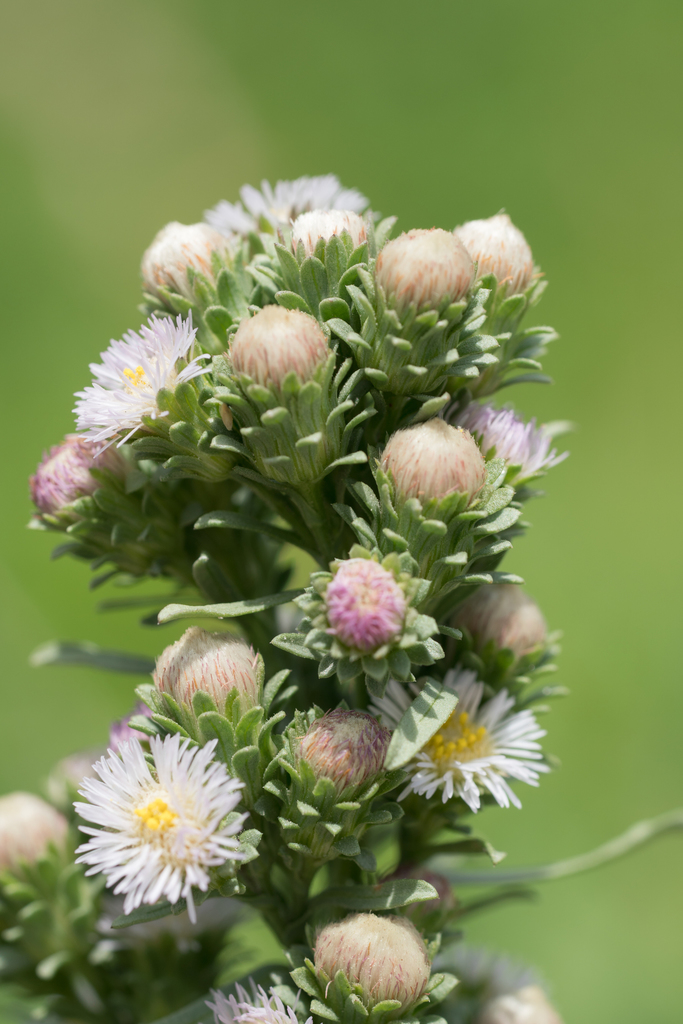 Symphyotrichum frondosum (Short rayed alkali aster), native California herb