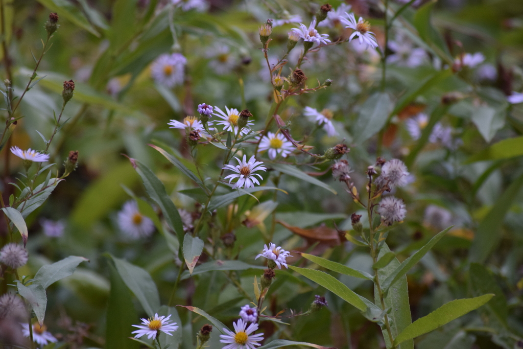 Symphyotrichum greatae (Greata's aster), native California herb