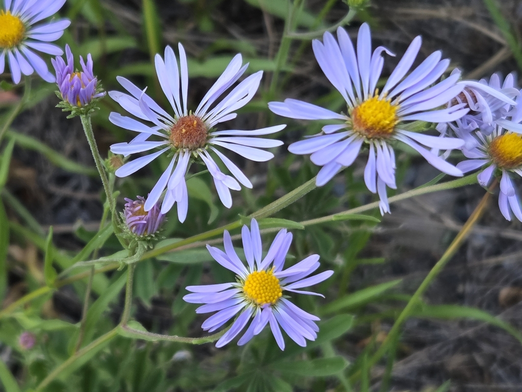 Symphyotrichum hendersonii (Henderson's aster), native California herb