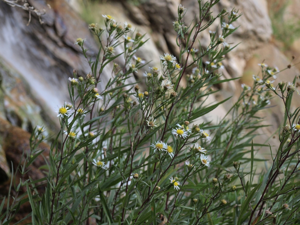 Symphyotrichum lanceolatum var. hesperium (Western lance leaf aster), native California perennial