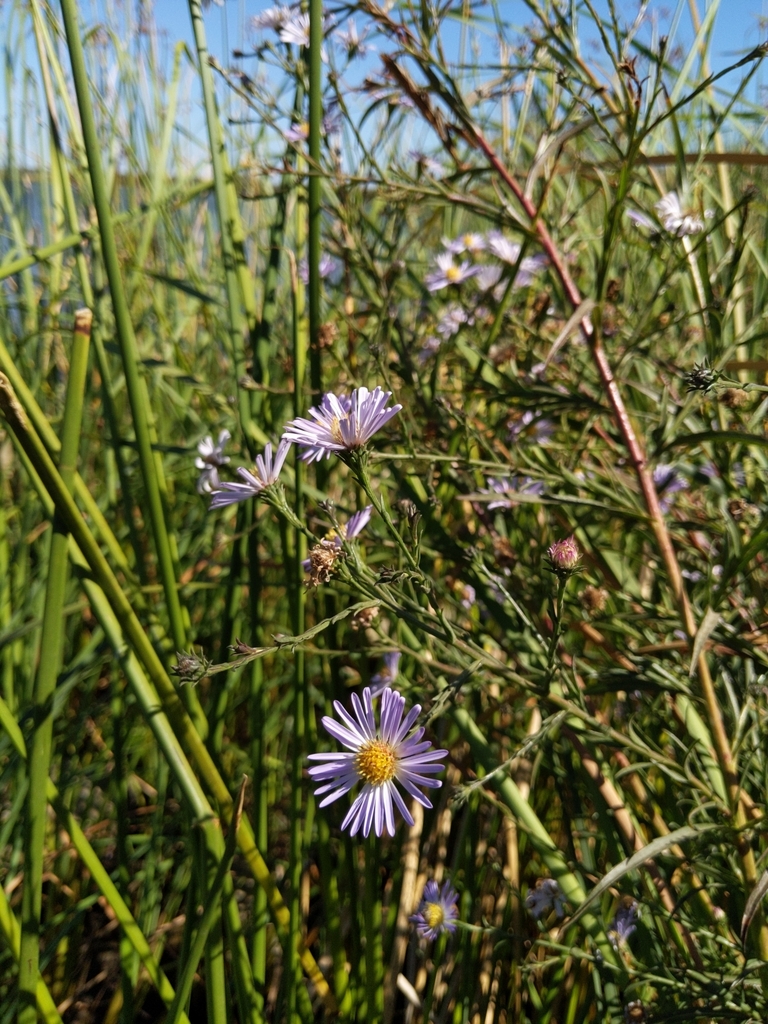 Symphyotrichum lentum (Suisun marsh aster), native California herb