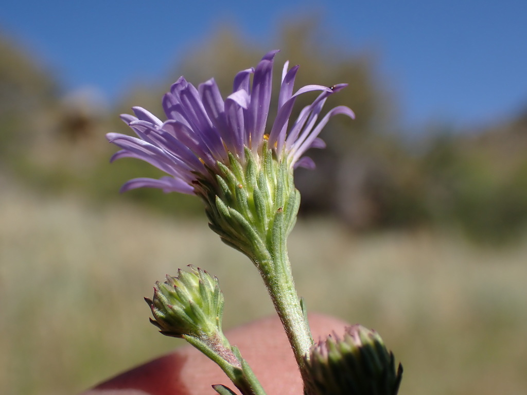 Symphyotrichum spathulatum — parent species of Symphyotrichum spathulatum var. spathulatum