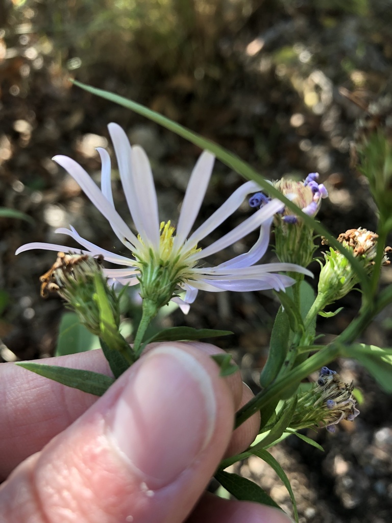 Symphyotrichum subspicatum (Douglas aster), native California herb