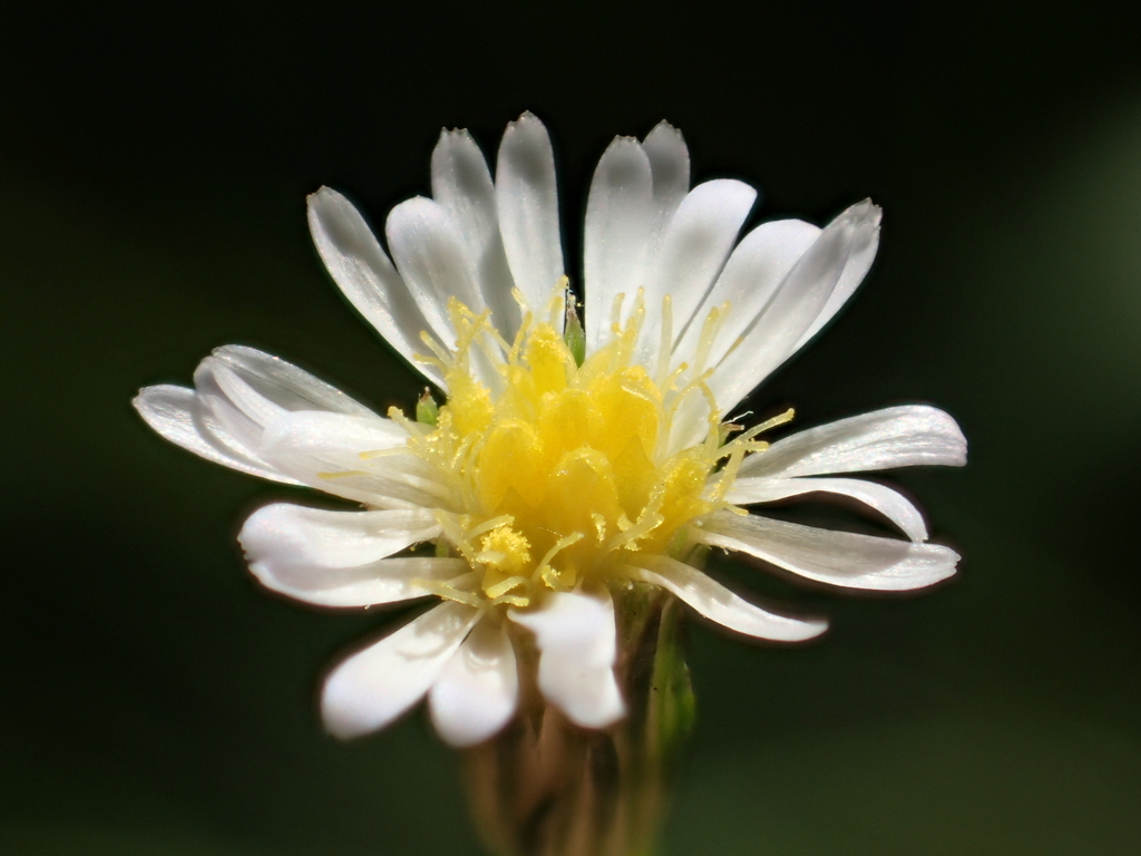 Symphyotrichum subulatum var. squamatum (Eastern annual saltmarsh aster), non-native California annual