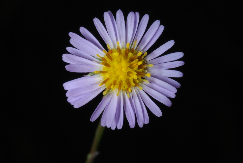 Symphyotrichum subulatum (Annual saltmarsh aster), native California herb